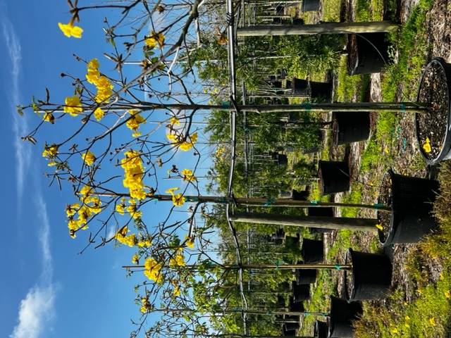 tabebuia-chrysotricha-gold-trumpet-tree