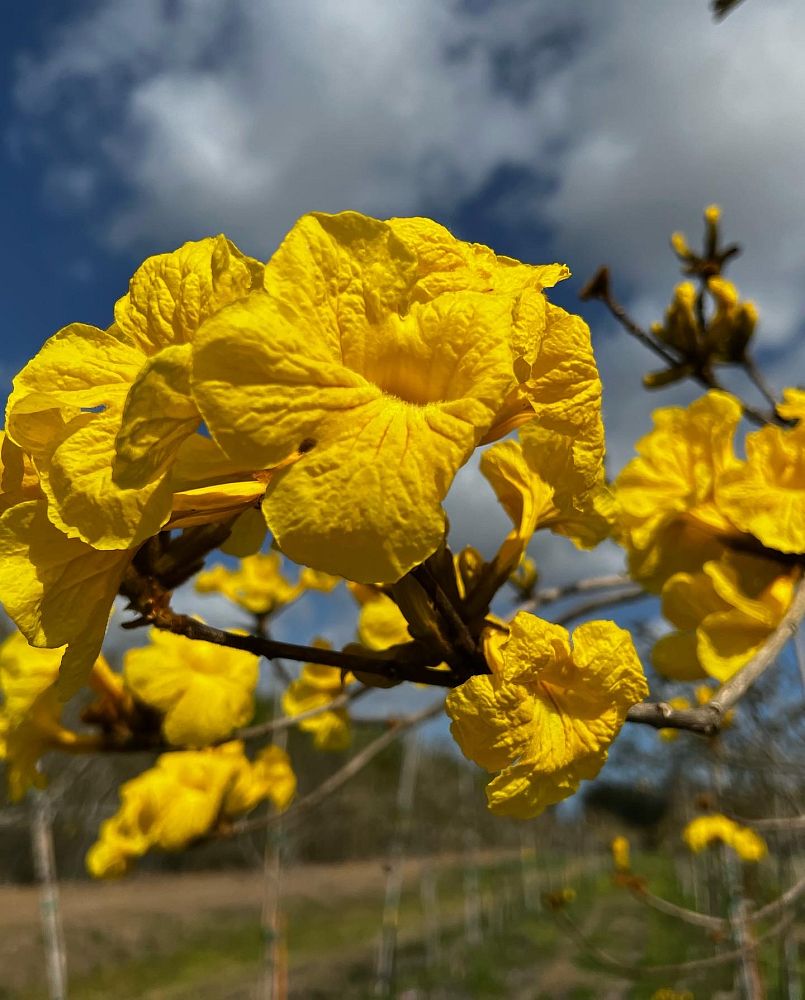 tabebuia-chrysotricha-gold-trumpet-tree