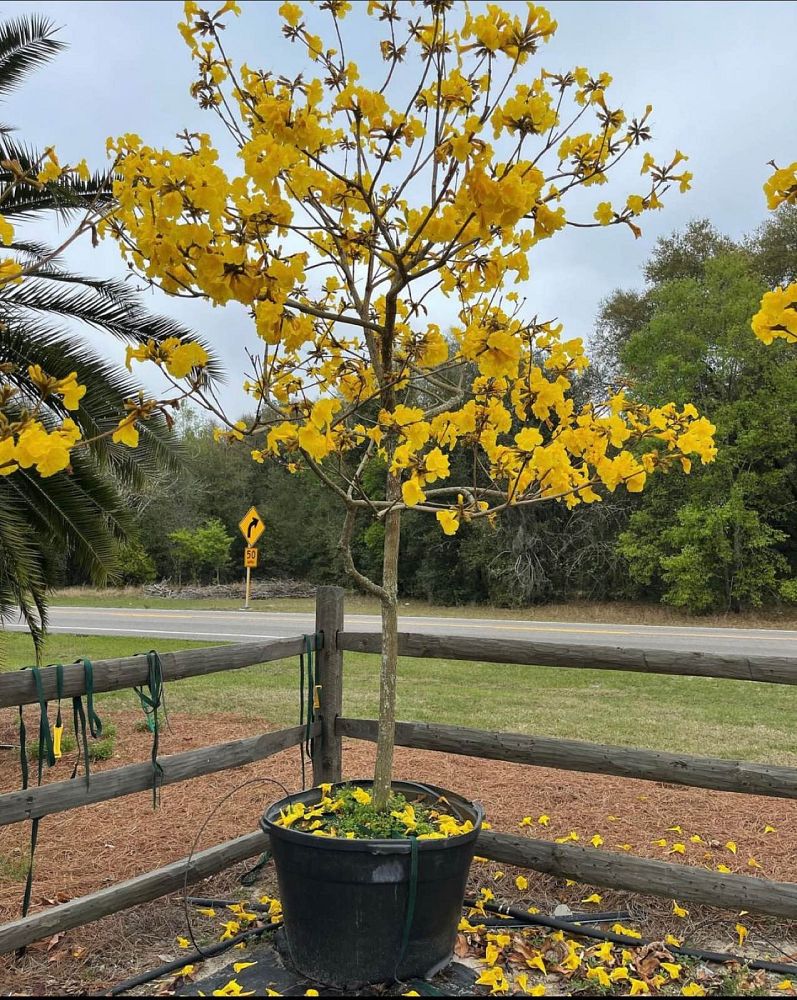 tabebuia-chrysotricha-gold-trumpet-tree