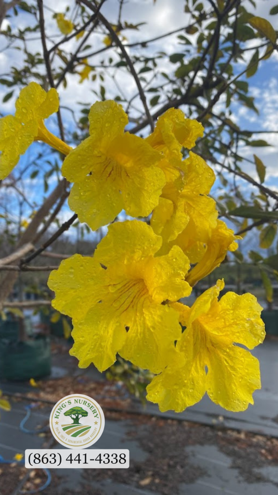 tabebuia-chrysotricha-gold-trumpet-tree