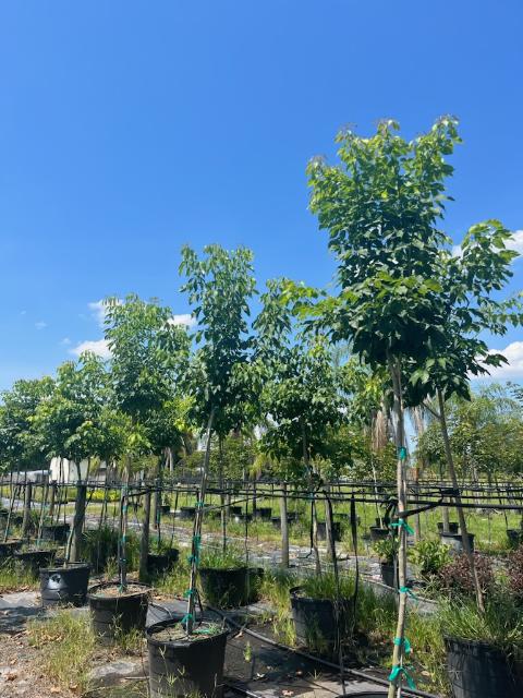 tabebuia-chrysotricha-gold-trumpet-tree