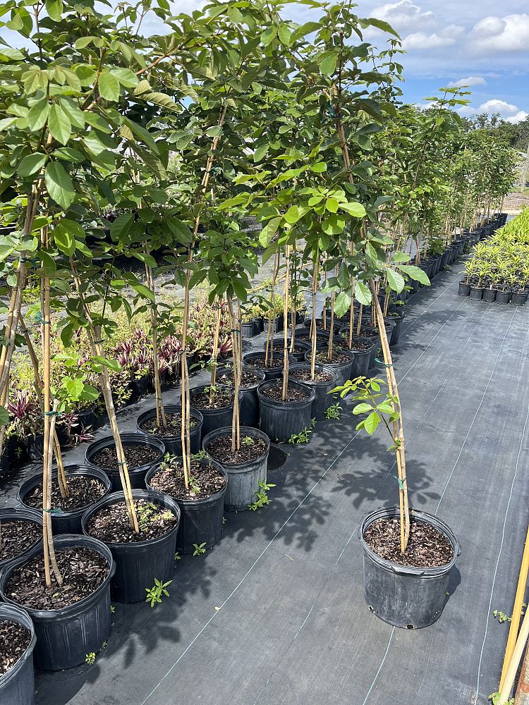 tabebuia-chrysotricha-gold-trumpet-tree