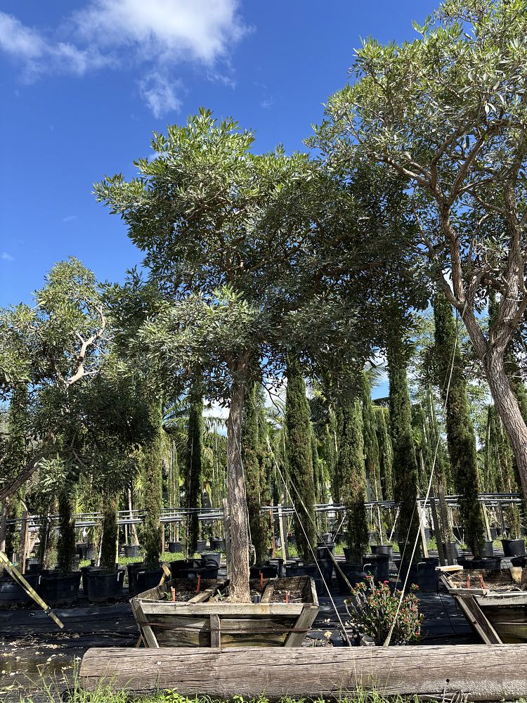 tabebuia-chrysotricha-gold-trumpet-tree