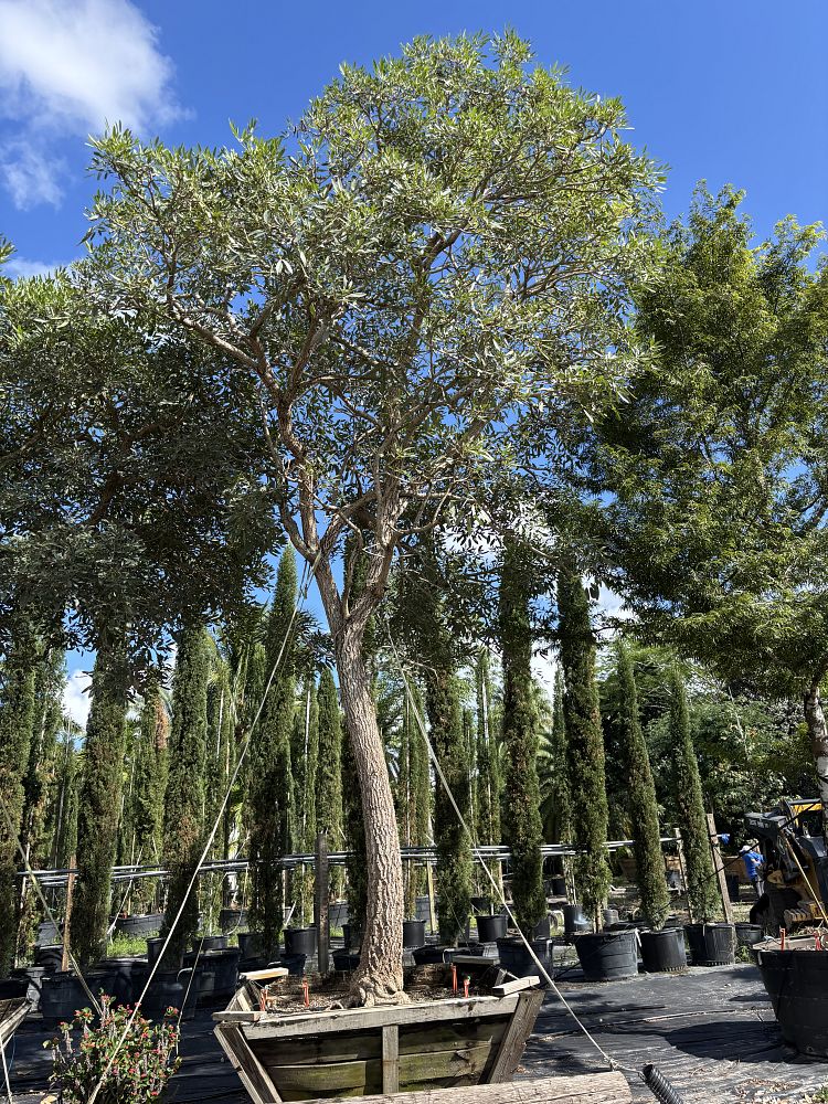tabebuia-chrysotricha-gold-trumpet-tree