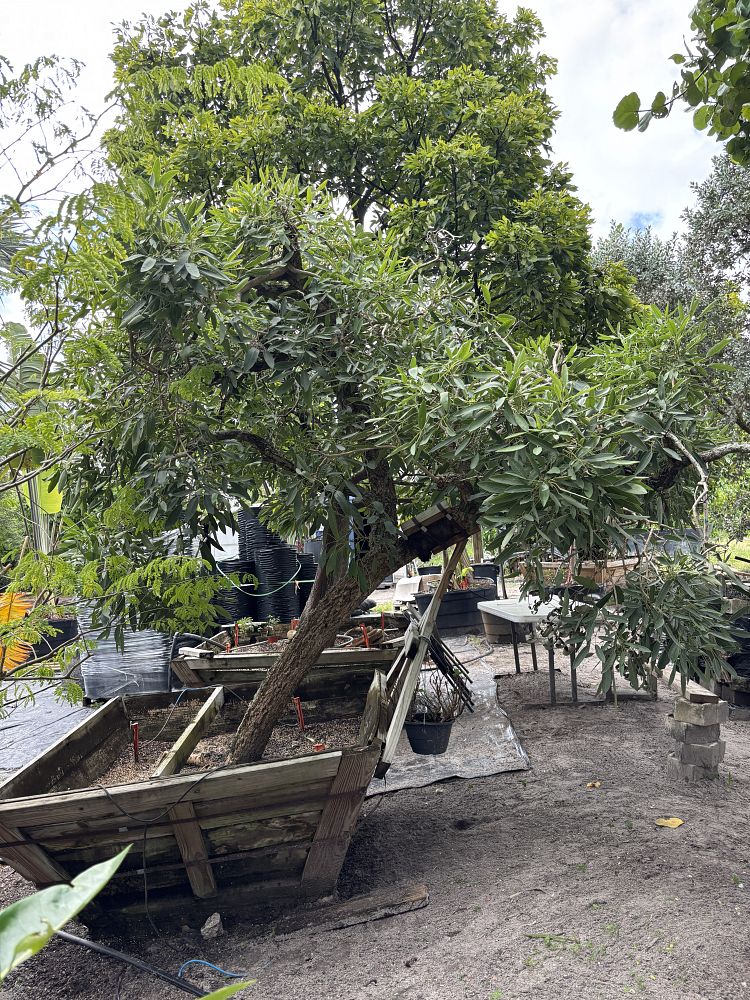 tabebuia-chrysotricha-gold-trumpet-tree