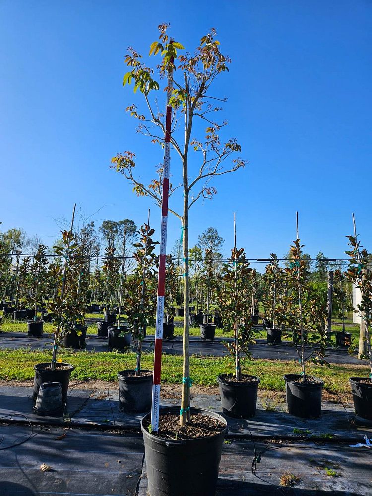 tabebuia-chrysotricha-gold-trumpet-tree