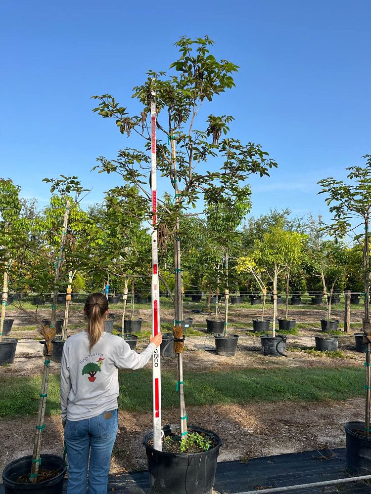 tabebuia-chrysotricha-gold-trumpet-tree