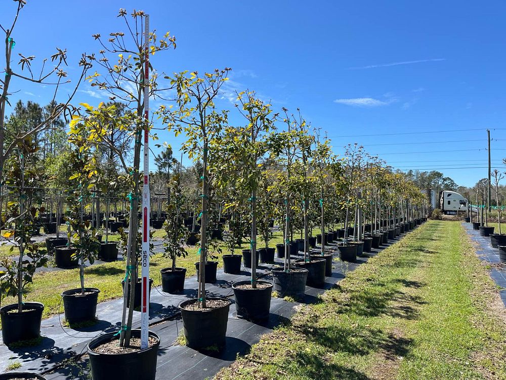 tabebuia-chrysotricha-gold-trumpet-tree