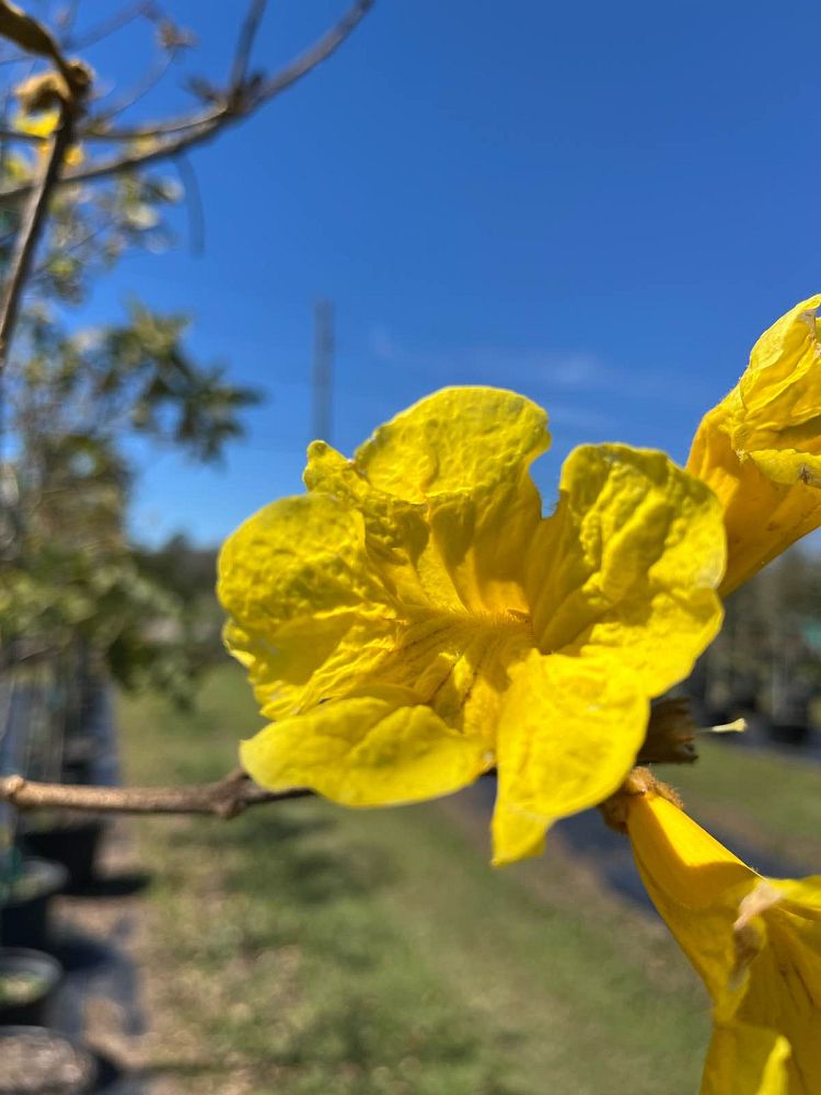 tabebuia-chrysotricha-gold-trumpet-tree