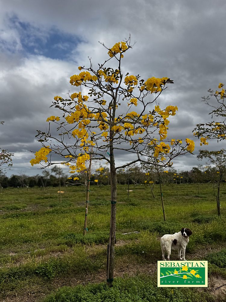 tabebuia-chrysotricha-gold-trumpet-tree
