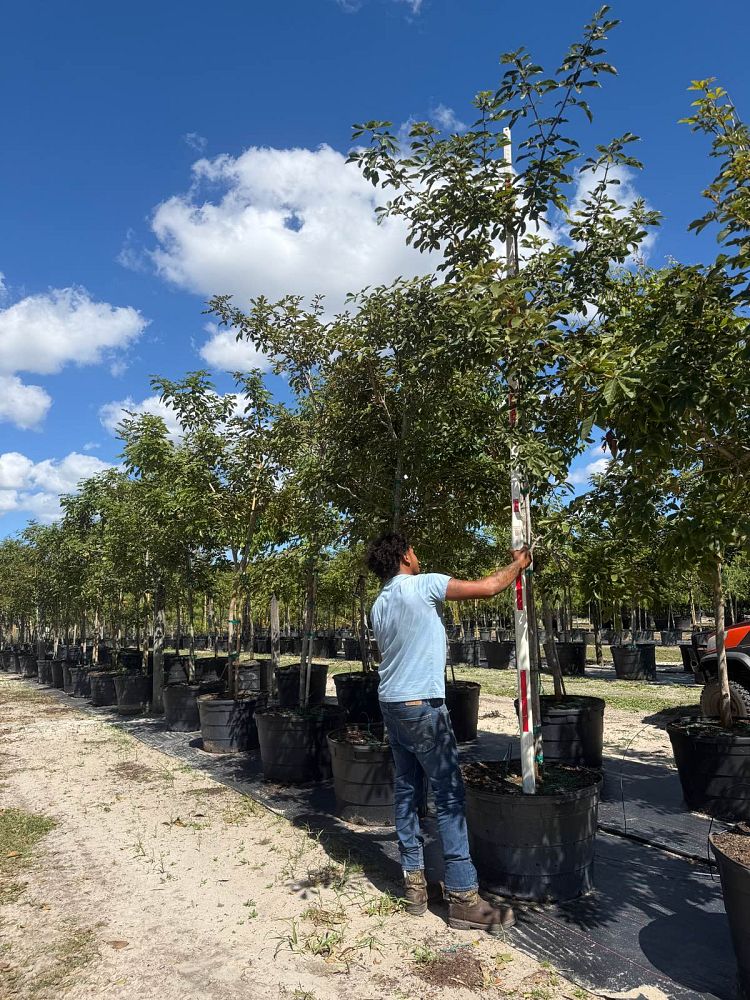 tabebuia-chrysotricha-gold-trumpet-tree