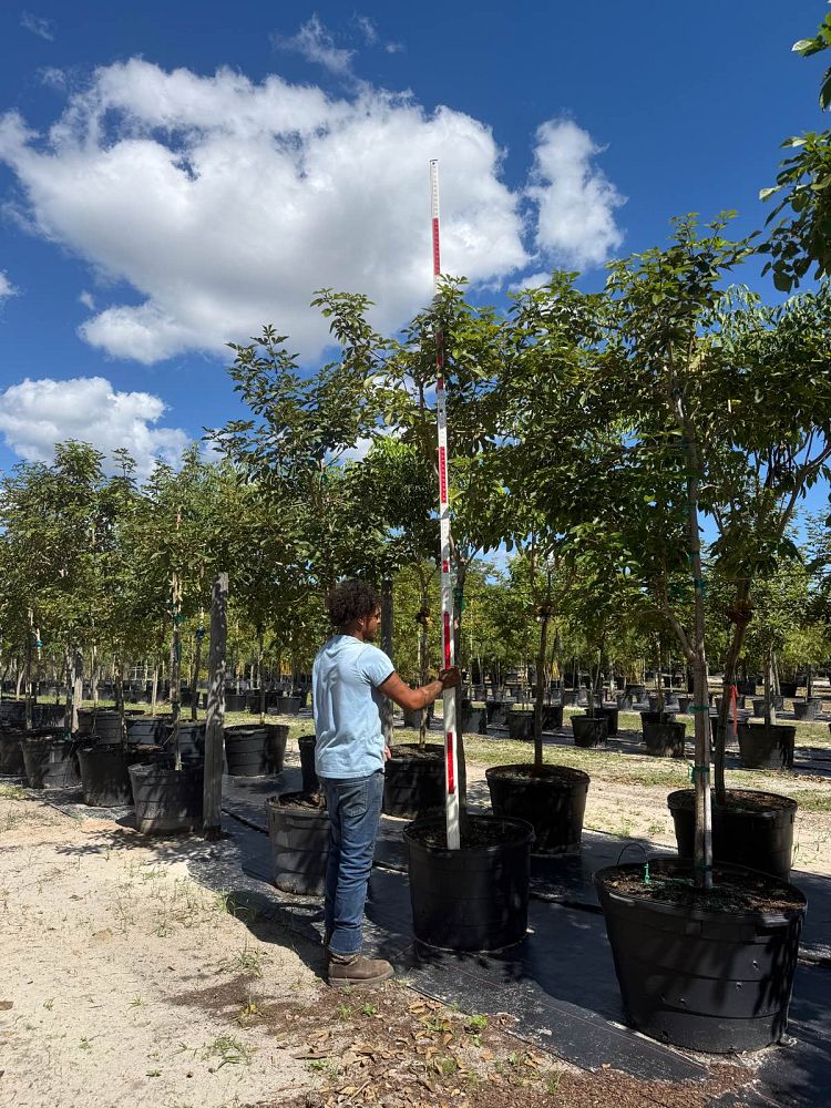 tabebuia-chrysotricha-gold-trumpet-tree