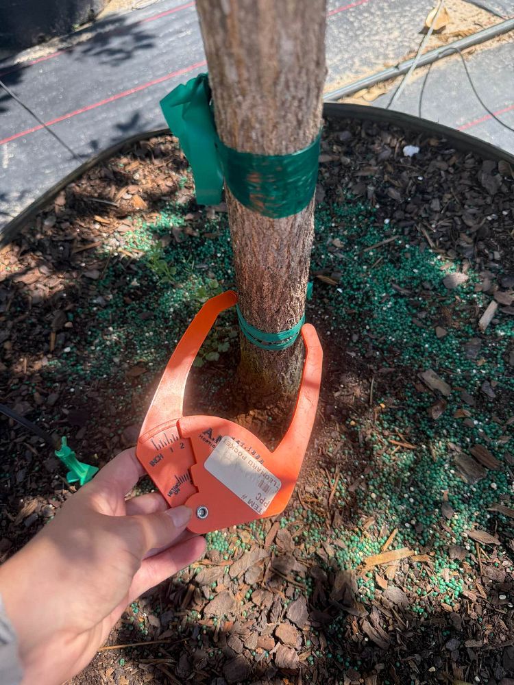 tabebuia-chrysotricha-gold-trumpet-tree