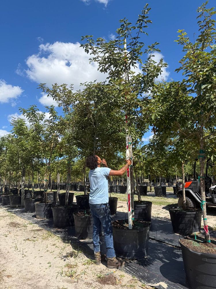 tabebuia-chrysotricha-gold-trumpet-tree