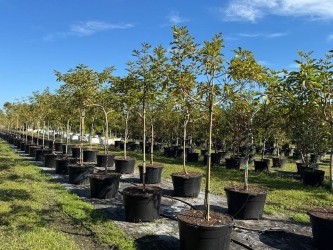tabebuia-chrysotricha-gold-trumpet-tree