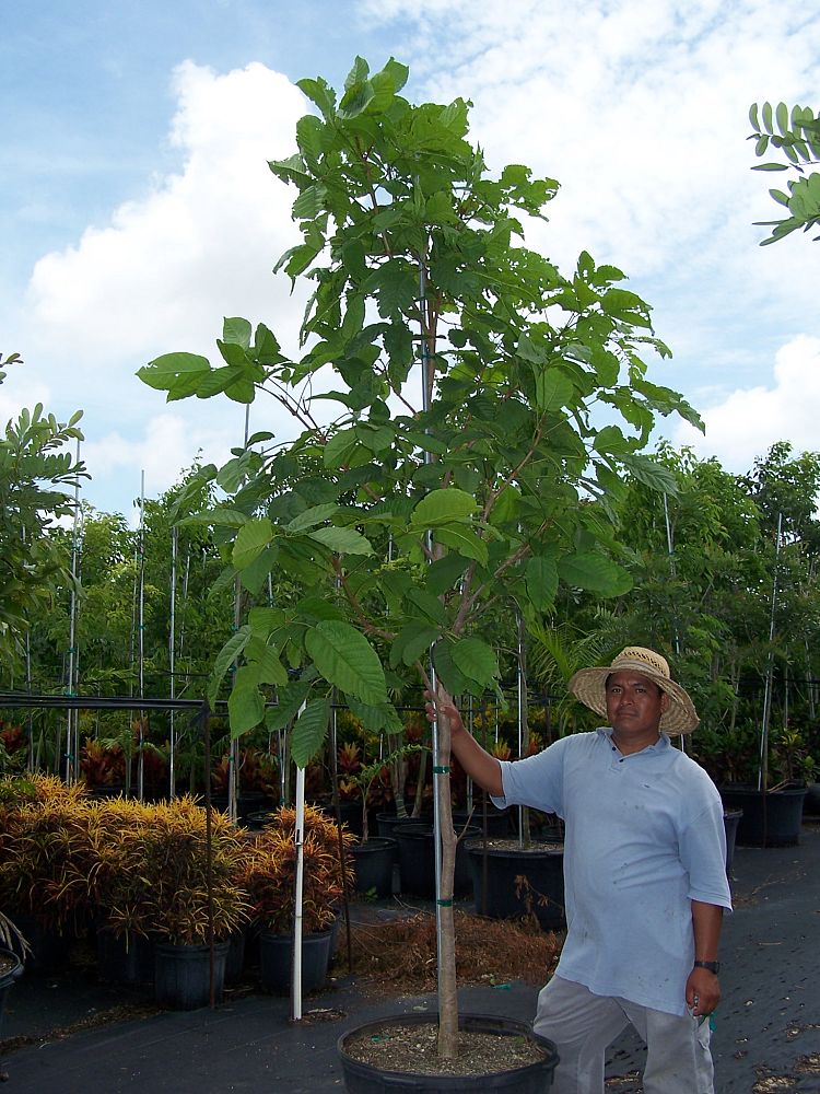 tabebuia-guayacan-guayacan-trumpet-tree