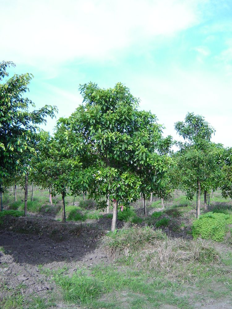 tabebuia-heterophylla-pink-trumpet-tree