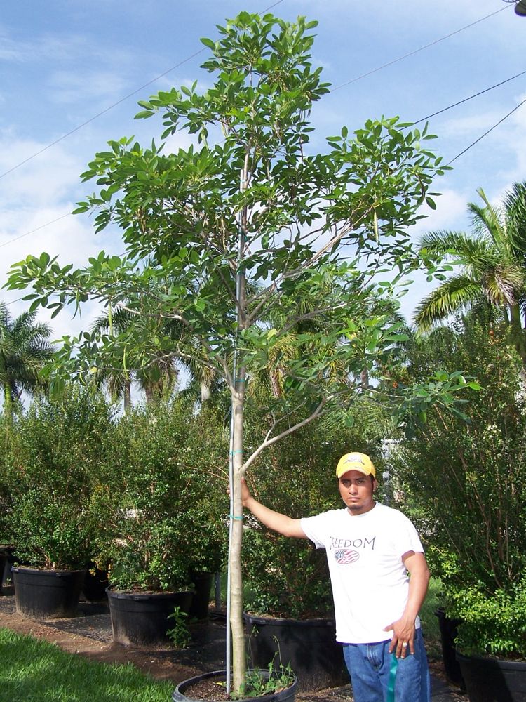tabebuia-heterophylla-pink-trumpet-tree