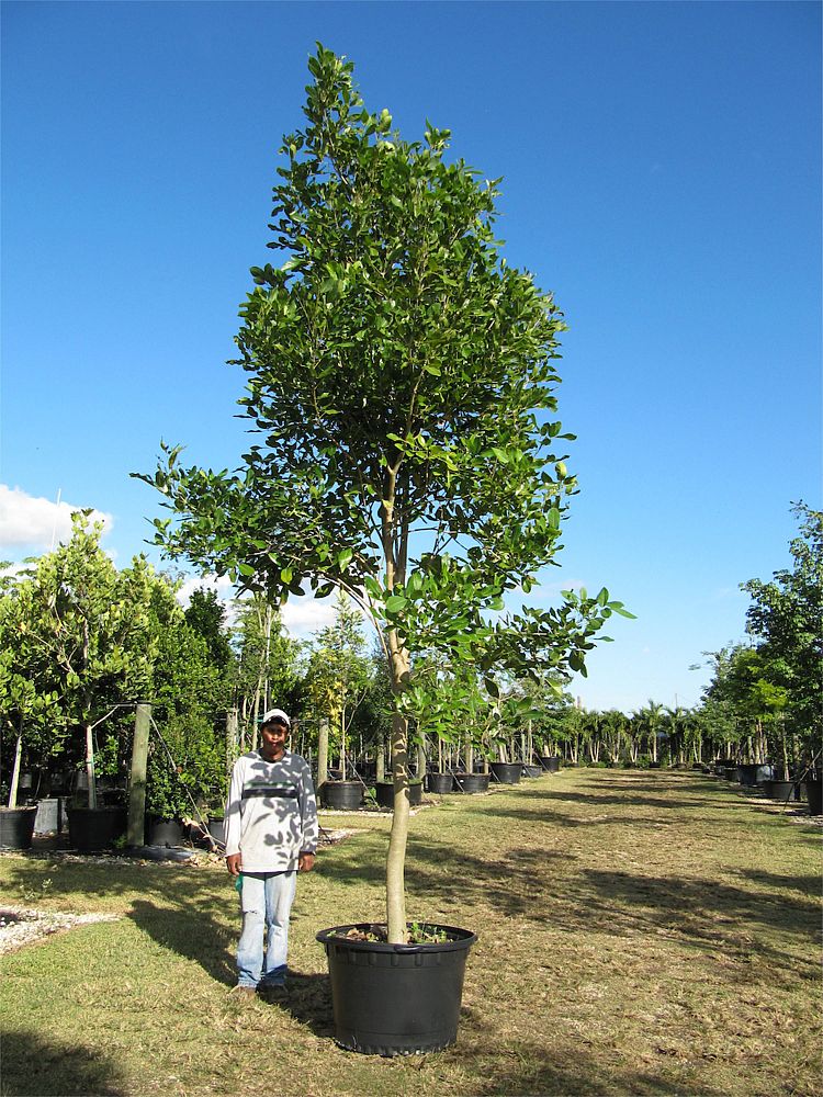 tabebuia-heterophylla-pink-trumpet-tree