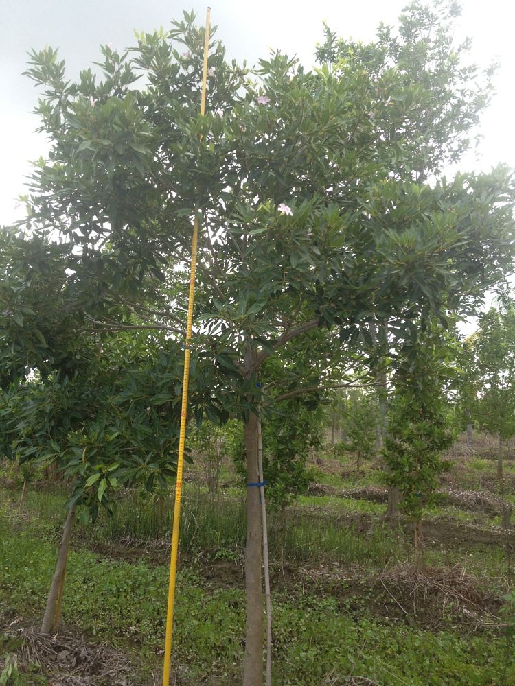 tabebuia-heterophylla-pink-trumpet-tree
