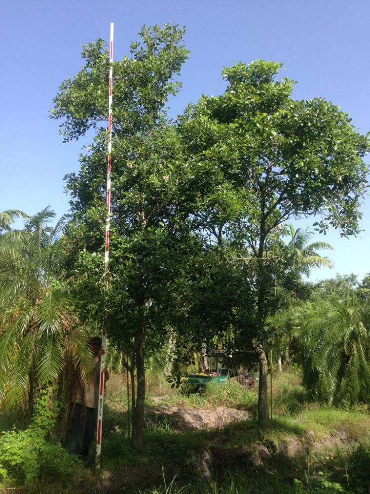 tabebuia-heterophylla-pink-trumpet-tree
