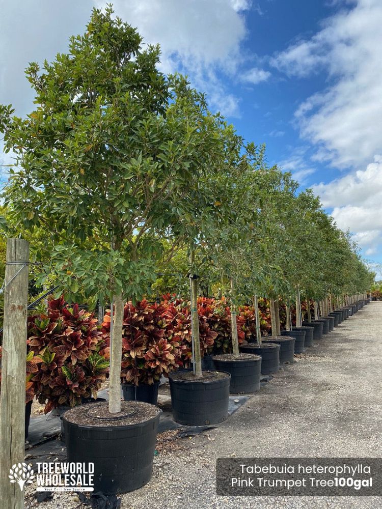 tabebuia-heterophylla-pink-trumpet-tree