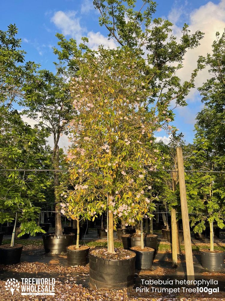 tabebuia-heterophylla-pink-trumpet-tree
