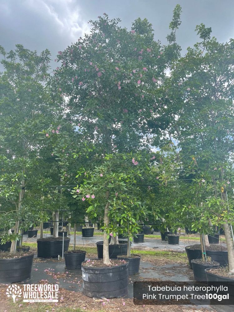 tabebuia-heterophylla-pink-trumpet-tree