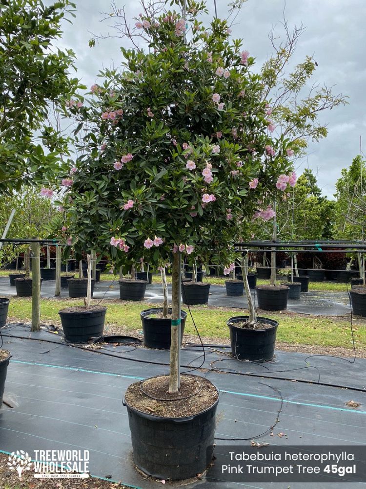 tabebuia-heterophylla-pink-trumpet-tree