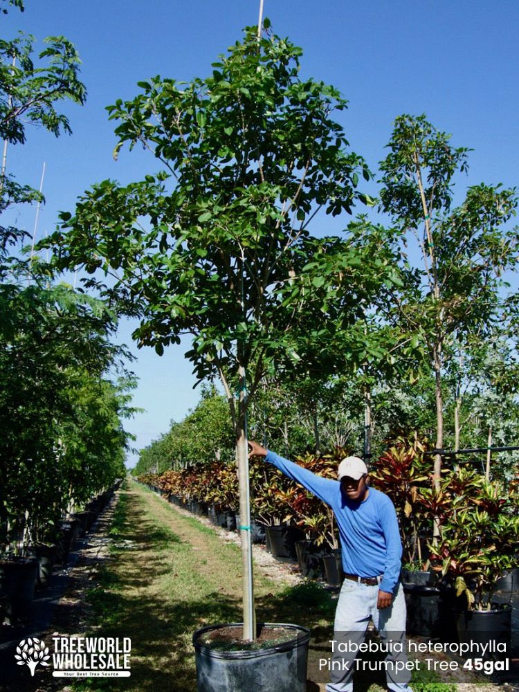 tabebuia-heterophylla-pink-trumpet-tree