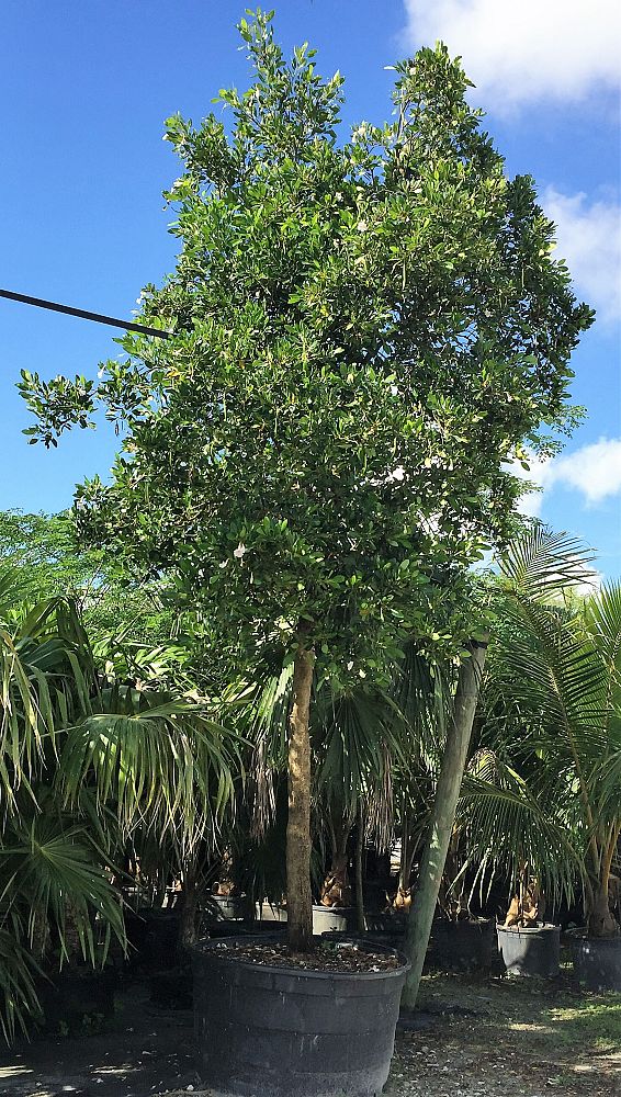 tabebuia-heterophylla-pink-trumpet-tree