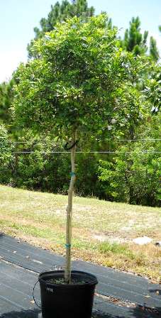 tabebuia-heterophylla-pink-trumpet-tree