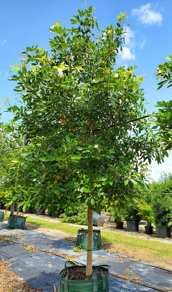 tabebuia-heterophylla-pink-trumpet-tree