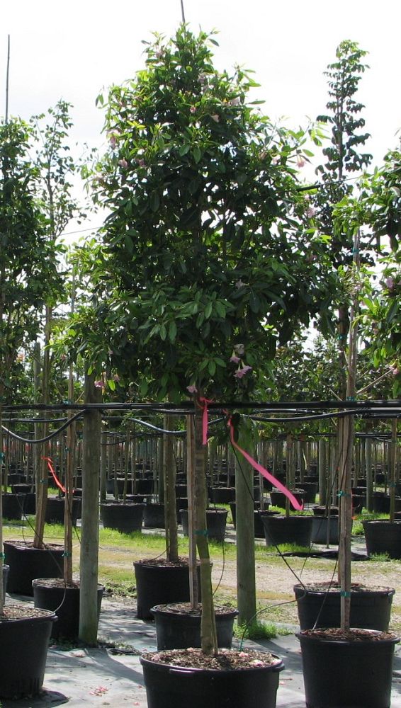 tabebuia-heterophylla-pink-trumpet-tree