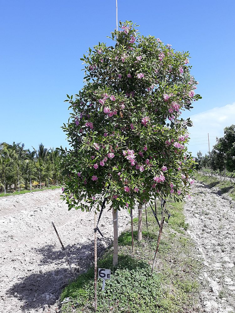 tabebuia-heterophylla-pink-trumpet-tree