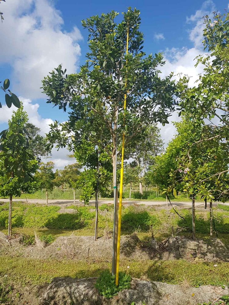 tabebuia-heterophylla-pink-trumpet-tree