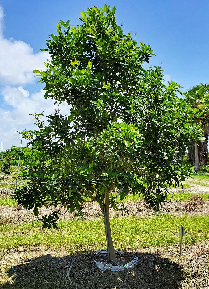 tabebuia-heterophylla-pink-trumpet-tree