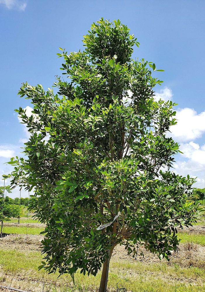 tabebuia-heterophylla-pink-trumpet-tree