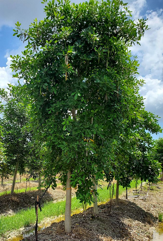 tabebuia-heterophylla-pink-trumpet-tree