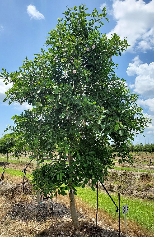 tabebuia-heterophylla-pink-trumpet-tree