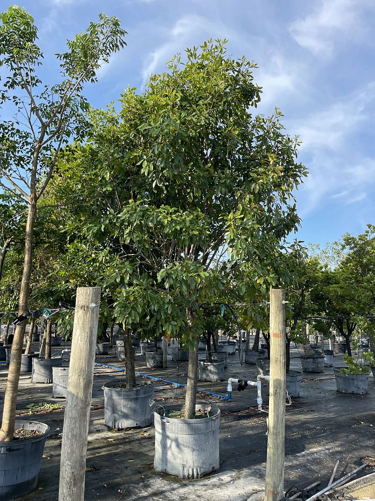 tabebuia-heterophylla-pink-trumpet-tree