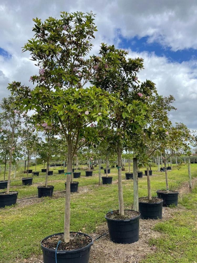 tabebuia-heterophylla-pink-trumpet-tree