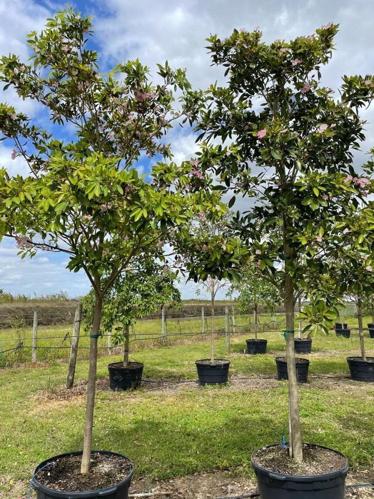 tabebuia-heterophylla-pink-trumpet-tree