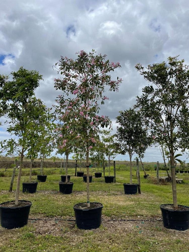 tabebuia-heterophylla-pink-trumpet-tree