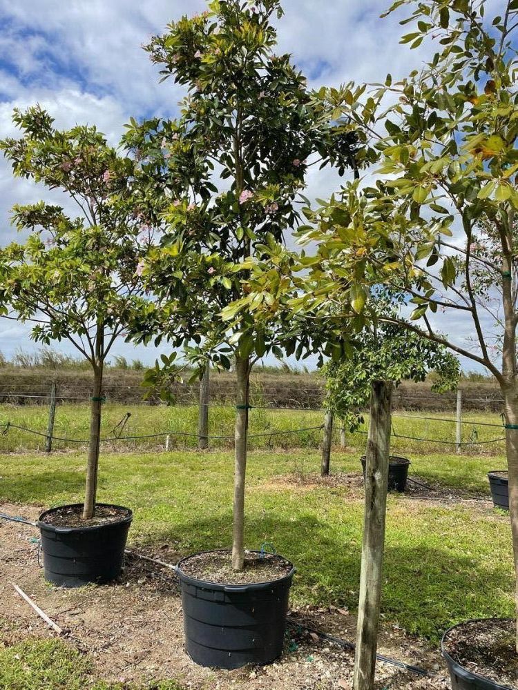 tabebuia-heterophylla-pink-trumpet-tree
