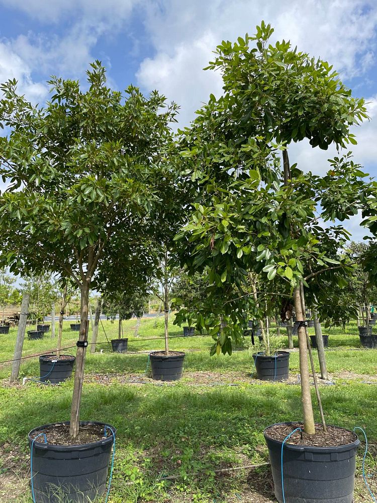 tabebuia-heterophylla-pink-trumpet-tree