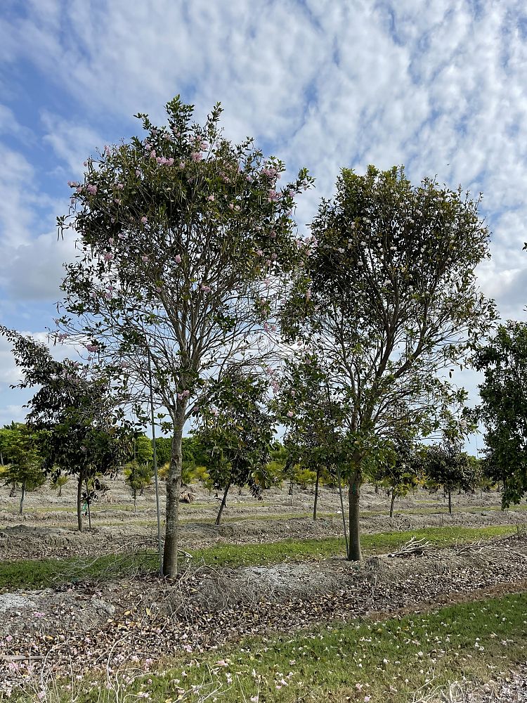 tabebuia-heterophylla-pink-trumpet-tree