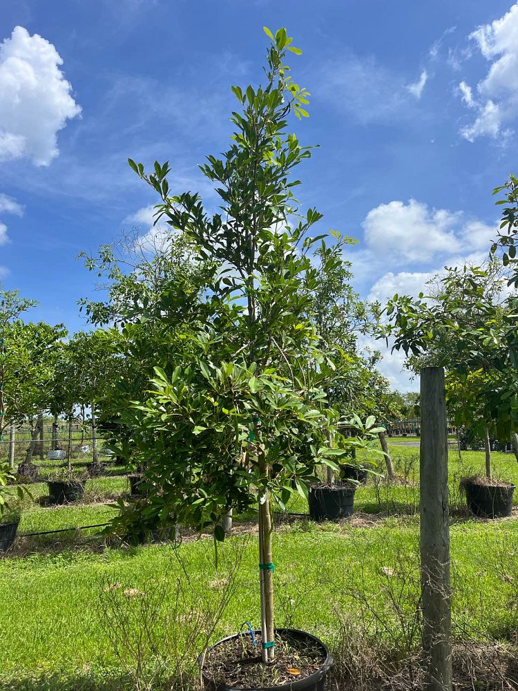 tabebuia-heterophylla-pink-trumpet-tree