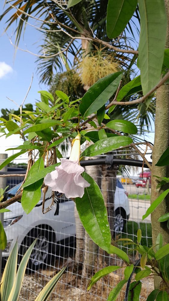 tabebuia-heterophylla-pink-trumpet-tree