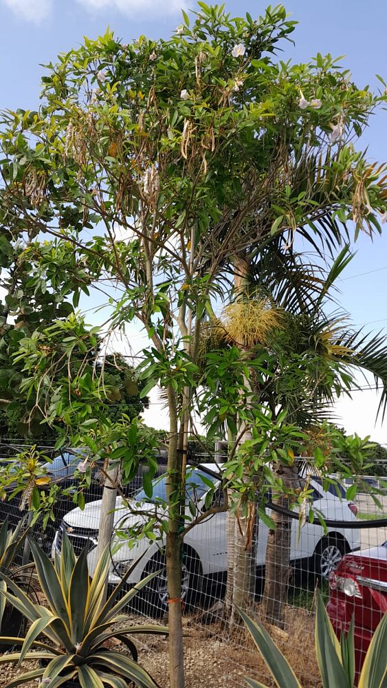 tabebuia-heterophylla-pink-trumpet-tree